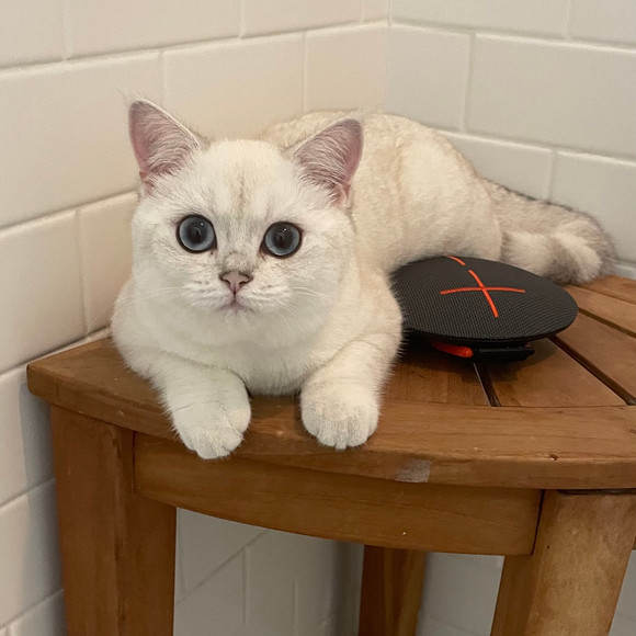 wanigat